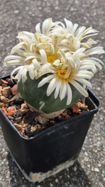 Lophophora alberto-vojtechii